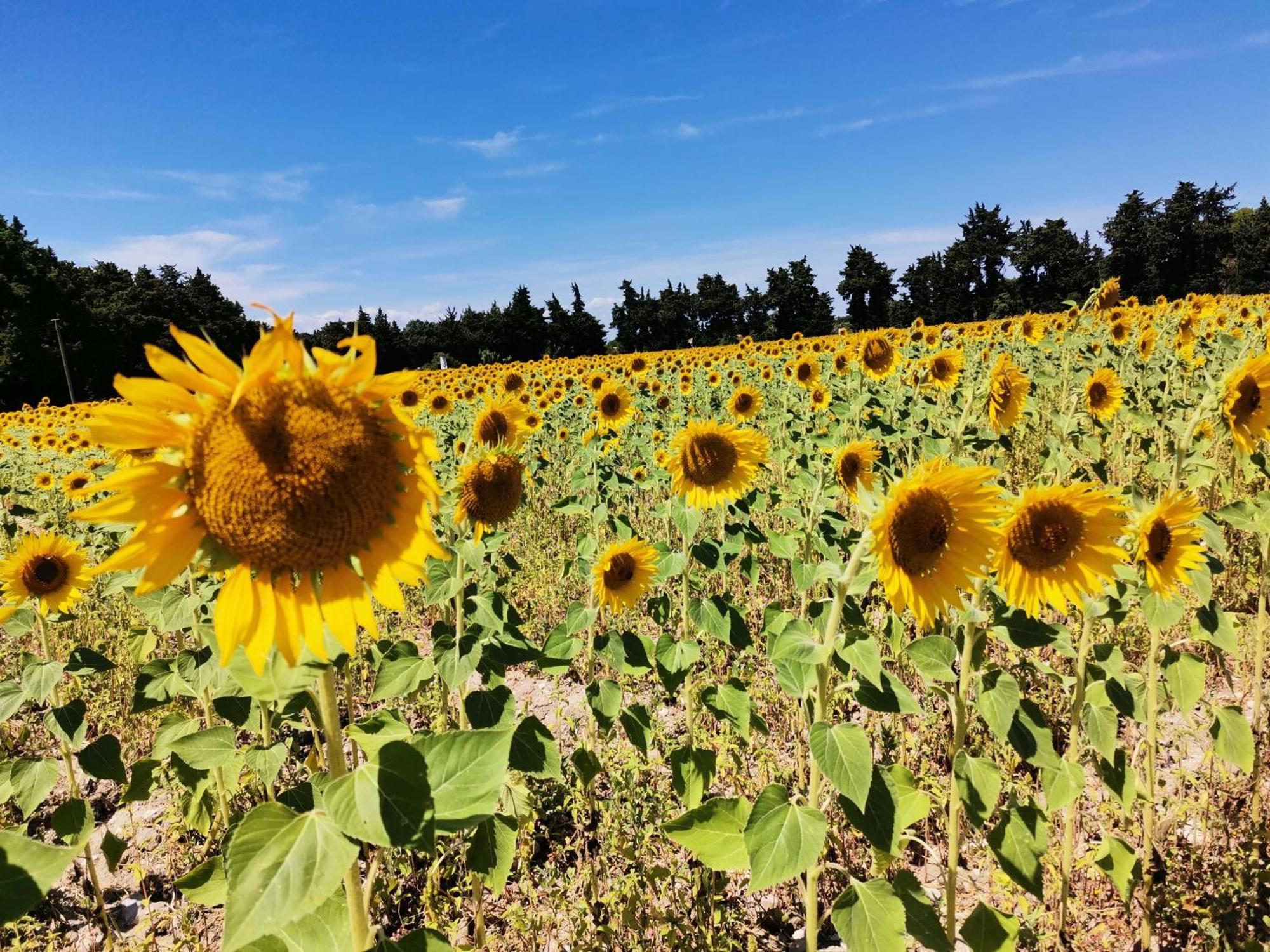 Gite En Provence Lavande Modene Esterno foto